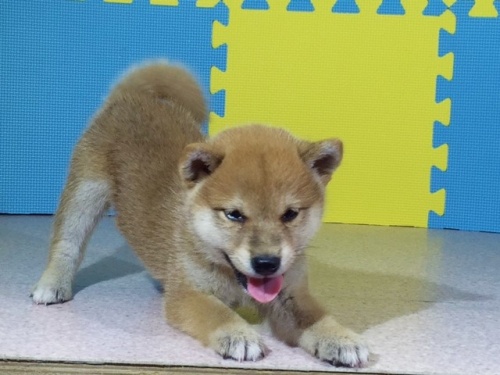 �Č��̎q���iID:1262511102�j��3���ڂ̎ʐ^/�X�V��:2016-08-24