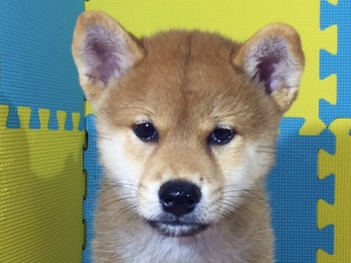 �Č��̎q���iID:1262511103�j��1���ڂ̎ʐ^/�X�V��:2016-08-24