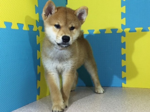 �Č��̎q���iID:1262511103�j��2���ڂ̎ʐ^/�X�V��:2016-08-24