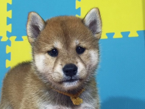 �Č��̎q���iID:1262511104�j��1���ڂ̎ʐ^/�X�V��:2016-08-25