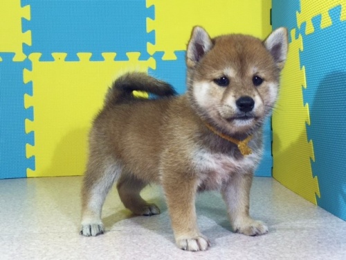 �Č��̎q���iID:1262511104�j��2���ڂ̎ʐ^/�X�V��:2016-08-25