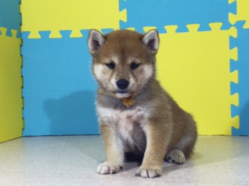 �Č��̎q���iID:1262511104�j��3���ڂ̎ʐ^/�X�V��:2016-08-25