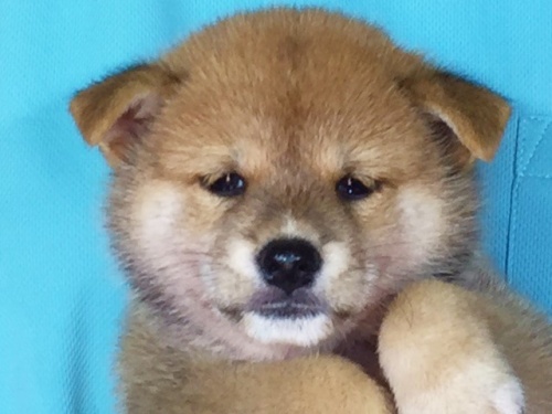 �Č��̎q���iID:1262511105�j��1���ڂ̎ʐ^/�X�V��:2016-08-25