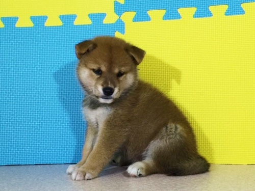 �Č��̎q���iID:1262511105�j��2���ڂ̎ʐ^/�X�V��:2016-08-25