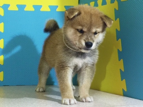 �Č��̎q���iID:1262511105�j��3���ڂ̎ʐ^/�X�V��:2016-08-25