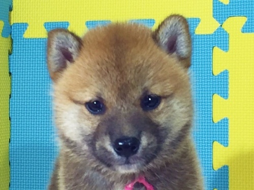 柴犬の子犬(ID:1262511106)の1枚目の写真/更新日:2016-08-26