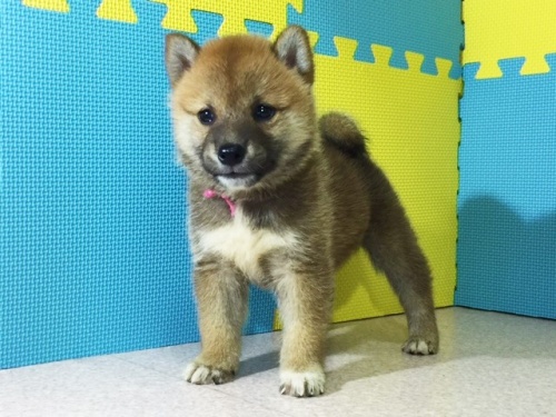 柴犬の子犬(ID:1262511106)の2枚目の写真/更新日:2016-08-26