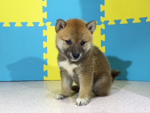 柴犬の子犬(ID:1262511106)の3枚目の写真/更新日:2016-08-26