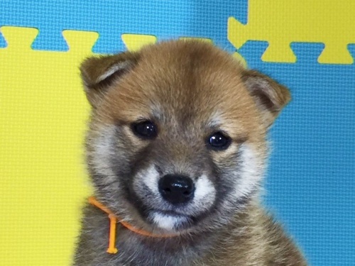 柴犬の子犬(ID:1262511107)の1枚目の写真/更新日:2016-08-26