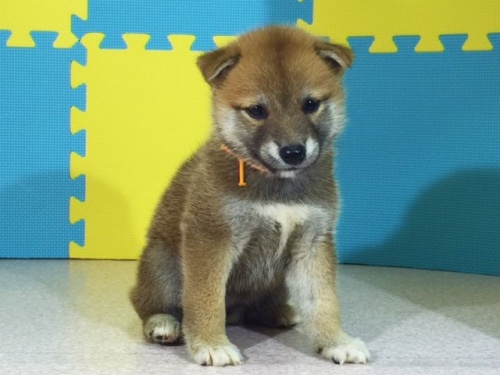 柴犬の子犬(ID:1262511107)の2枚目の写真/更新日:2016-08-26