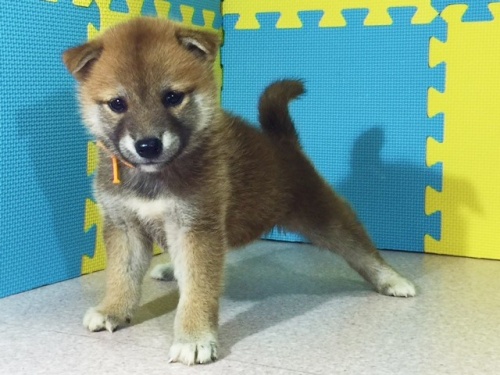 柴犬の子犬(ID:1262511107)の3枚目の写真/更新日:2016-08-26