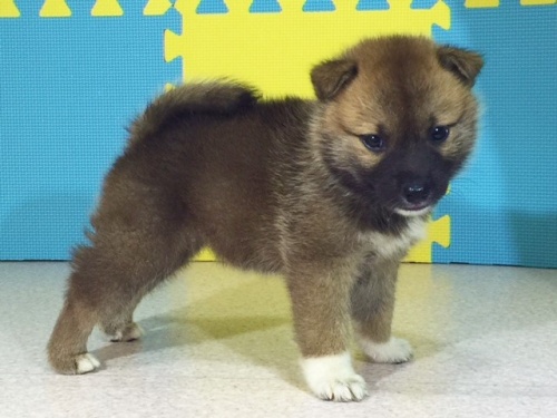 �Č��̎q���iID:1262511108�j��2���ڂ̎ʐ^/�X�V��:2016-08-26