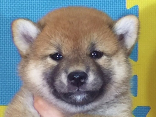 �Č��̎q���iID:1262511109�j��1���ڂ̎ʐ^/�X�V��:2016-08-26