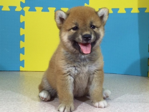 �Č��̎q���iID:1262511109�j��3���ڂ̎ʐ^/�X�V��:2016-08-26