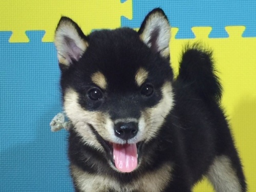 �Č��̎q���iID:1262511110�j��1���ڂ̎ʐ^/�X�V��:2016-08-26