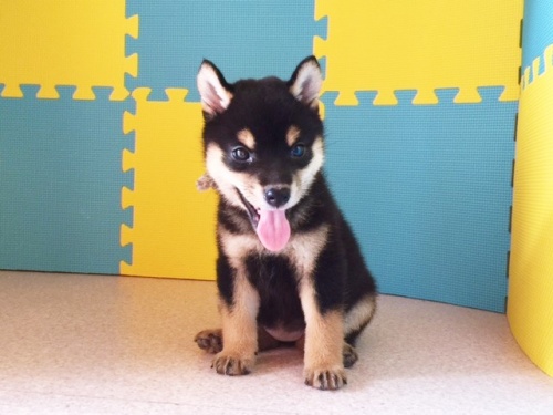 �Č��̎q���iID:1262511110�j��2���ڂ̎ʐ^/�X�V��:2016-08-26