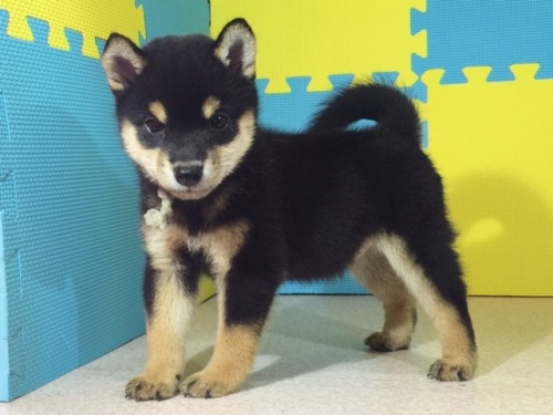 �Č��̎q���iID:1262511110�j��3���ڂ̎ʐ^/�X�V��:2016-08-26