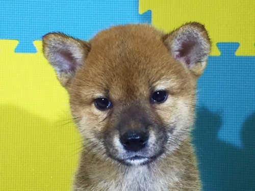 �Č��̎q���iID:1262511111�j��1���ڂ̎ʐ^/�X�V��:2016-08-29