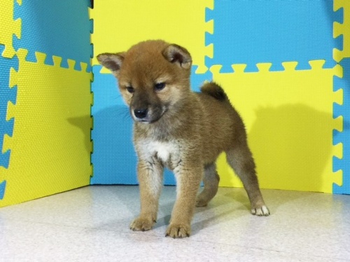 �Č��̎q���iID:1262511111�j��2���ڂ̎ʐ^/�X�V��:2016-08-29