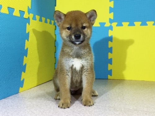 �Č��̎q���iID:1262511111�j��3���ڂ̎ʐ^/�X�V��:2016-08-29