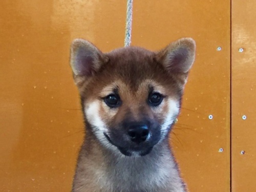 �Č��̎q���iID:1262511112�j��1���ڂ̎ʐ^/�X�V��:2016-08-31