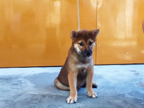 �Č��̎q���iID:1262511112�j��3���ڂ̎ʐ^/�X�V��:2016-08-31