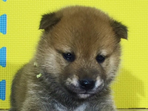 柴犬の子犬(ID:1262511113)の1枚目の写真/更新日:2016-08-31