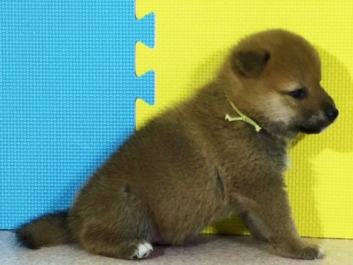 柴犬の子犬(ID:1262511113)の3枚目の写真/更新日:2016-08-31