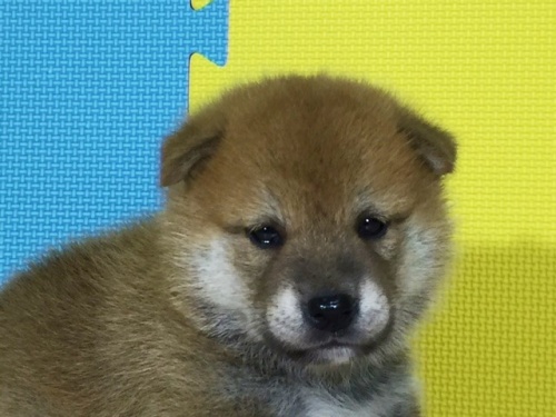 柴犬の子犬(ID:1262511114)の1枚目の写真/更新日:2016-08-31