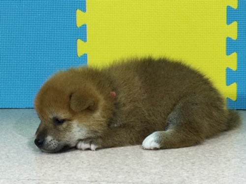 柴犬の子犬(ID:1262511114)の2枚目の写真/更新日:2016-08-31