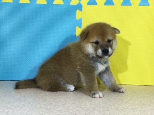 柴犬の子犬(ID:1262511114)の3枚目の写真/更新日:2016-08-31