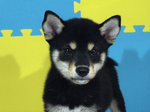 �Č��̎q���iID:1262511116�j��1���ڂ̎ʐ^/�X�V��:2016-09-03