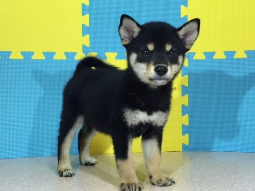 �Č��̎q���iID:1262511116�j��2���ڂ̎ʐ^/�X�V��:2016-09-03