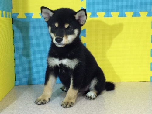 �Č��̎q���iID:1262511116�j��3���ڂ̎ʐ^/�X�V��:2016-09-03