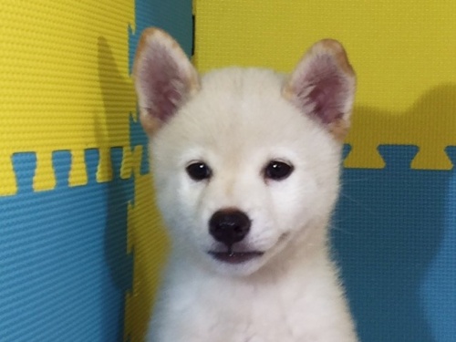 �Č��̎q���iID:1262511117�j��1���ڂ̎ʐ^/�X�V��:2016-09-03