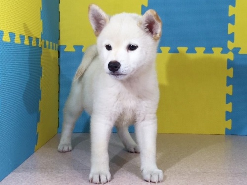 �Č��̎q���iID:1262511117�j��2���ڂ̎ʐ^/�X�V��:2016-09-03