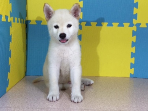 �Č��̎q���iID:1262511117�j��3���ڂ̎ʐ^/�X�V��:2016-09-03