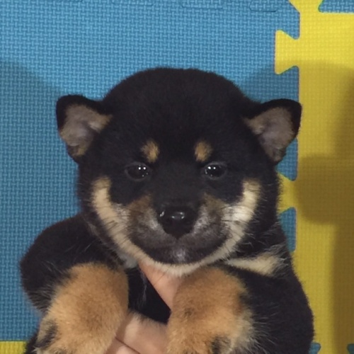 �Č��̎q���iID:1262511118�j��1���ڂ̎ʐ^/�X�V��:2016-09-05