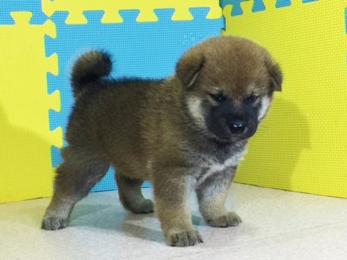 �Č��̎q���iID:1262511119�j��2���ڂ̎ʐ^/�X�V��:2016-09-07