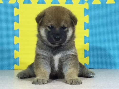 �Č��̎q���iID:1262511119�j��3���ڂ̎ʐ^/�X�V��:2016-09-07