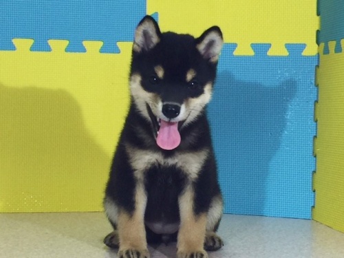 �Č��̎q���iID:1262511120�j��2���ڂ̎ʐ^/�X�V��:2016-09-07