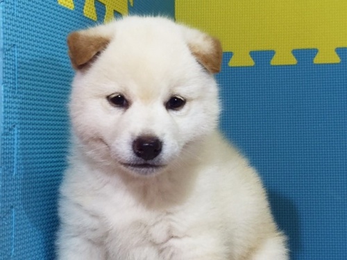 �Č��̎q���iID:1262511121�j��1���ڂ̎ʐ^/�X�V��:2016-09-07