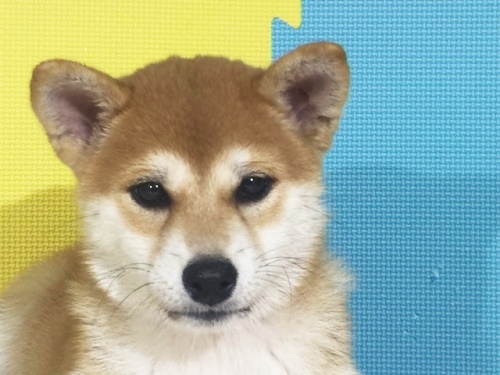 �Č��̎q���iID:1262511122�j��1���ڂ̎ʐ^/�X�V��:2016-10-08