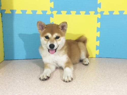 �Č��̎q���iID:1262511122�j��2���ڂ̎ʐ^/�X�V��:2016-10-08