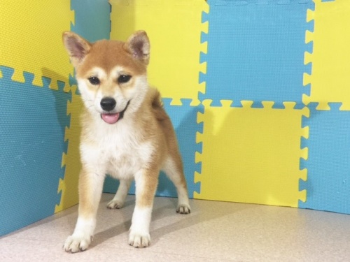 �Č��̎q���iID:1262511122�j��3���ڂ̎ʐ^/�X�V��:2016-10-08