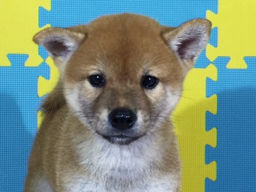 柴犬の子犬(ID:1262511123)の1枚目の写真/更新日:2016-09-07