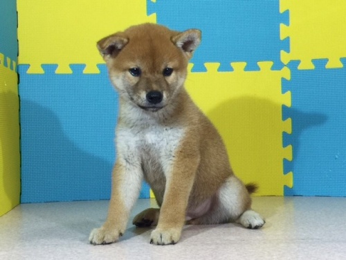 柴犬の子犬(ID:1262511123)の2枚目の写真/更新日:2016-09-07