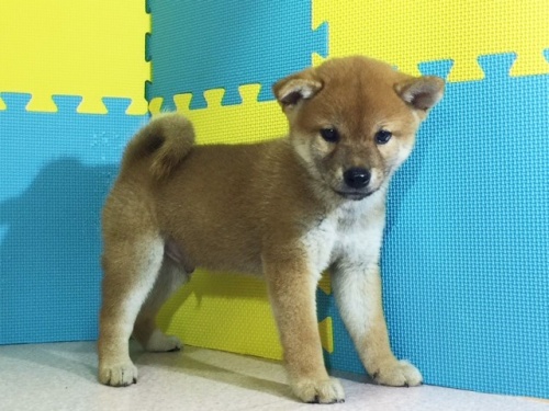 柴犬の子犬(ID:1262511123)の3枚目の写真/更新日:2016-09-07