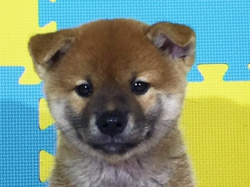 柴犬の子犬(ID:1262511124)の1枚目の写真/更新日:2016-09-07