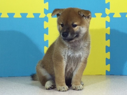 柴犬の子犬(ID:1262511124)の2枚目の写真/更新日:2016-09-07